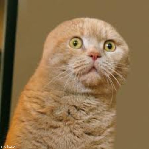 sad sad cat | image tagged in sad sad cat | made w/ Imgflip meme maker