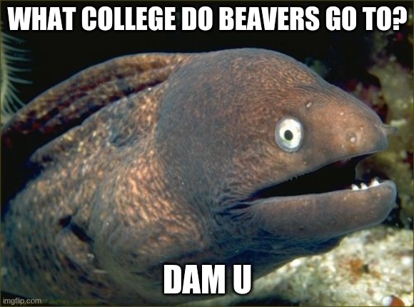 I wonder if Daggett and Norbert from "The Angry Beavers" attended there. | WHAT COLLEGE DO BEAVERS GO TO? DAM U | image tagged in memes,bad joke eel,beaver,beavers,college,lol | made w/ Imgflip meme maker