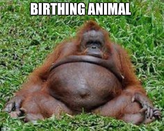 Pregnant monkey | BIRTHING ANIMAL | image tagged in pregnant monkey | made w/ Imgflip meme maker