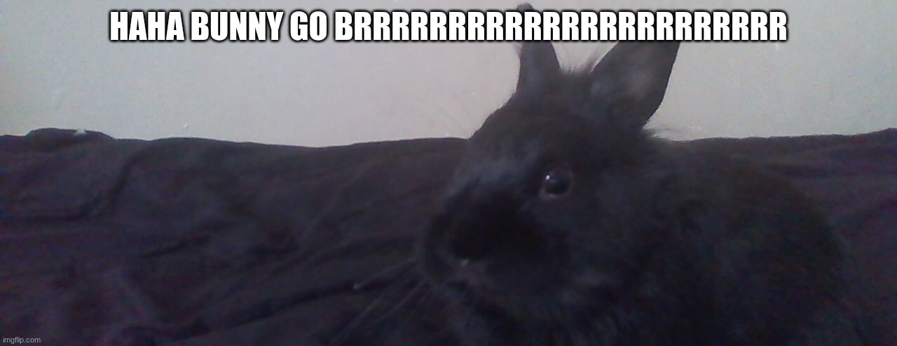 haha bunny reveal go brrrrrrrrrrrrrrrrrrrrrrrrrrrrrrrrrrrrrrrrr | HAHA BUNNY GO BRRRRRRRRRRRRRRRRRRRRRRR | image tagged in tag | made w/ Imgflip meme maker
