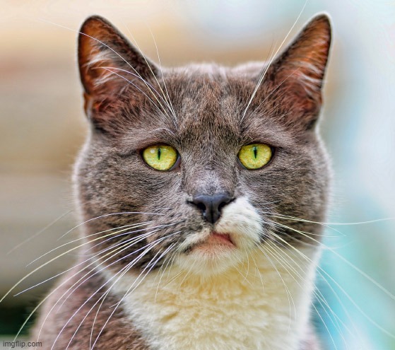 Link in comments | image tagged in cat's concerned | made w/ Imgflip meme maker