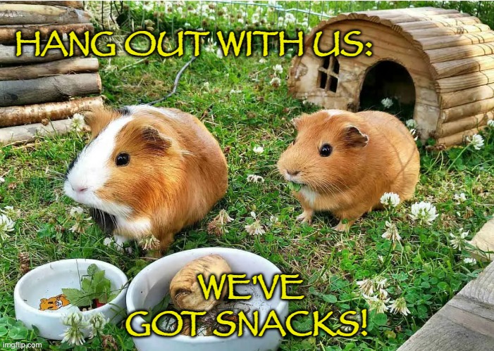 45 on the stream and there's clover for everyone | HANG OUT WITH US:; WE'VE GOT SNACKS! | image tagged in guinea pig,stream,food,fun,party | made w/ Imgflip meme maker