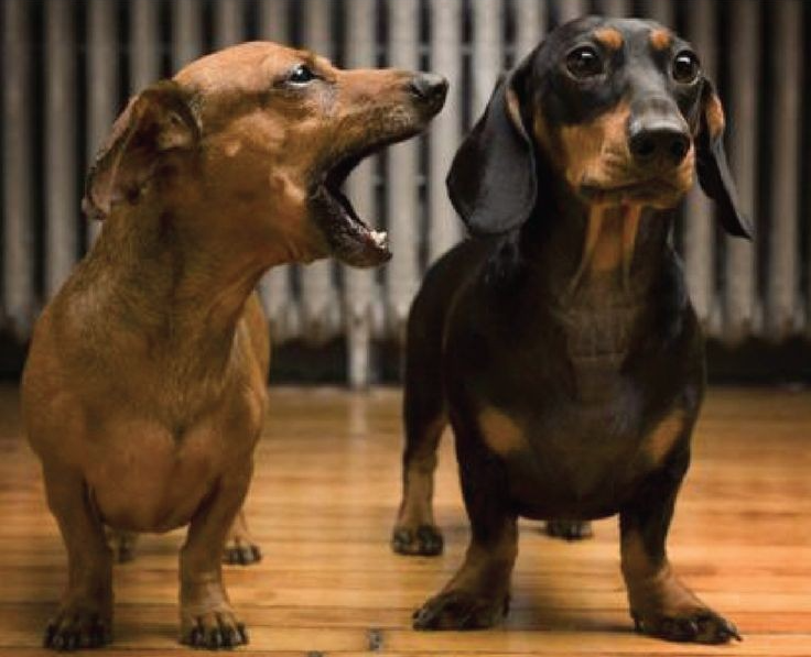 Dogs dachshunds one ignoring the other Blank Meme Template