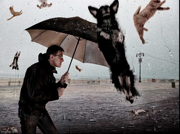 It's Raining Cat's & Dog's | image tagged in raining cats and dogs | made w/ Imgflip meme maker