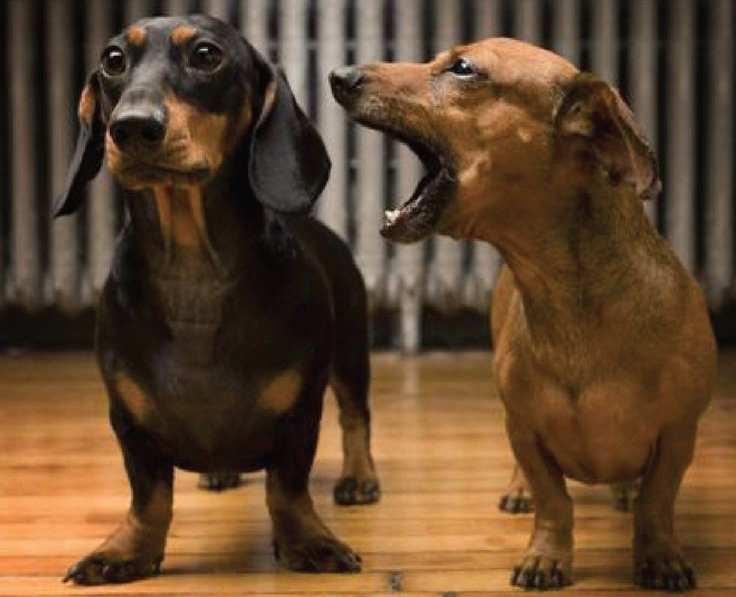 High Quality Dogs dachshunds one ignoring the other flipped Blank Meme Template