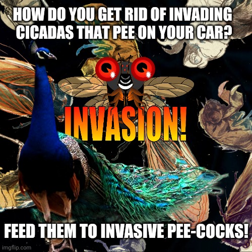 Cicadas Invasion 2021 | HOW DO YOU GET RID OF INVADING 
CICADAS THAT PEE ON YOUR CAR? FEED THEM TO INVASIVE PEE-COCKS! | image tagged in cicadas,peacock,2021 cicada invasion,bugs,funny,weird stuff | made w/ Imgflip meme maker