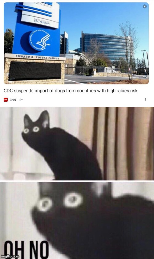 NOOOOOOOO | image tagged in oh no cat | made w/ Imgflip meme maker