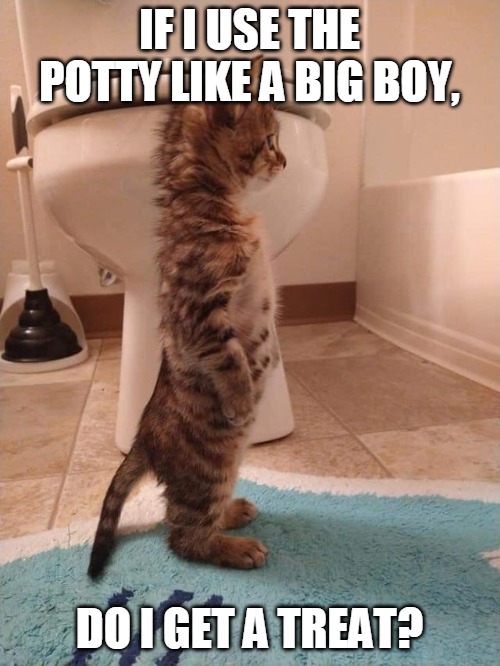IF I USE THE POTTY LIKE A BIG BOY, DO I GET A TREAT? | image tagged in memes,cat,cats,potty,bathroom,toilet | made w/ Imgflip meme maker