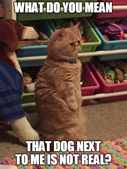 WHAT DO YOU MEAN; THAT DOG NEXT TO ME IS NOT REAL? | image tagged in memes,cat,cats,grumpy cat | made w/ Imgflip meme maker