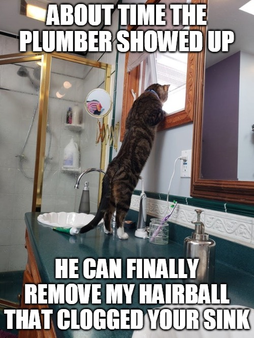 ABOUT TIME THE PLUMBER SHOWED UP; HE CAN FINALLY REMOVE MY HAIRBALL THAT CLOGGED YOUR SINK | image tagged in memes,cat,cats,bathroom,Catmemes | made w/ Imgflip meme maker
