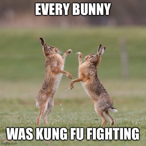 Ninja Rabbits | EVERY BUNNY; WAS KUNG FU FIGHTING | image tagged in bunny,kung fu | made w/ Imgflip meme maker