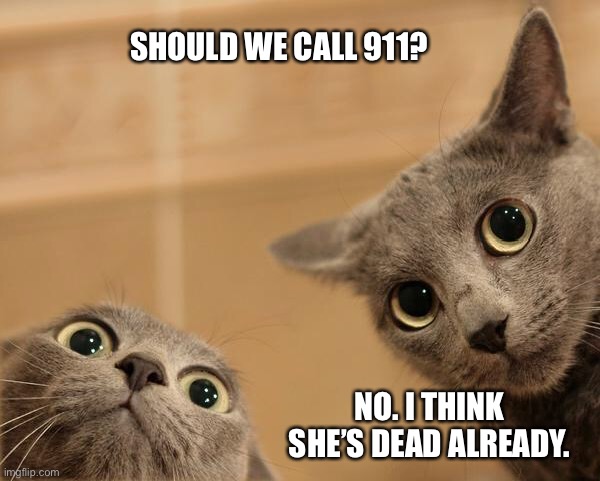 Startled Cats | SHOULD WE CALL 911? NO. I THINK SHE’S DEAD ALREADY. | image tagged in startled cats | made w/ Imgflip meme maker