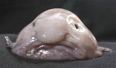 Blobfish Meme Generator Template