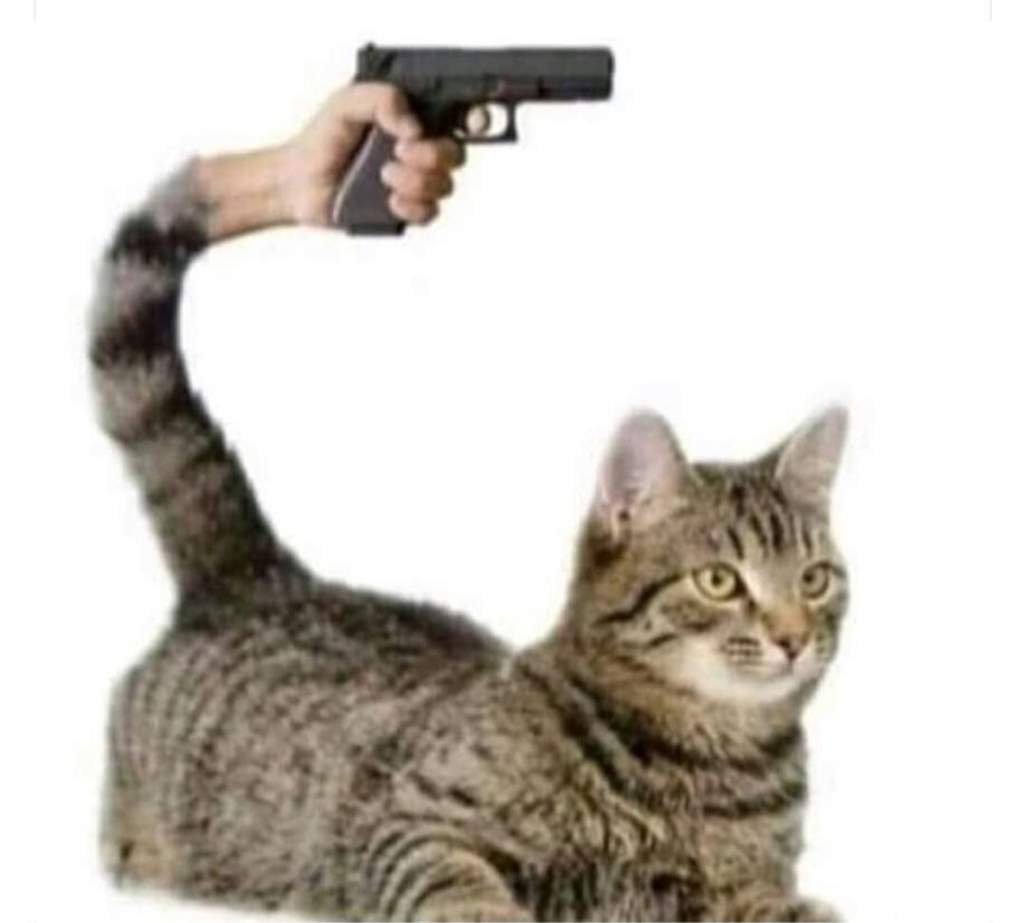 cat gun Blank Meme Template