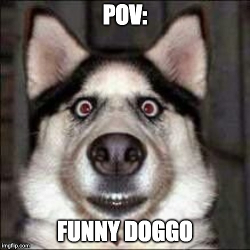 funni doggo | POV:; FUNNY DOGGO | image tagged in funni doggo | made w/ Imgflip meme maker