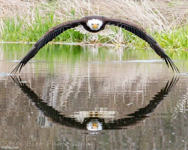 Flying low. Photo credit: Steve Biro | image tagged in bald eagle,flying,birds,perfectly timed photo | made w/ Imgflip meme maker