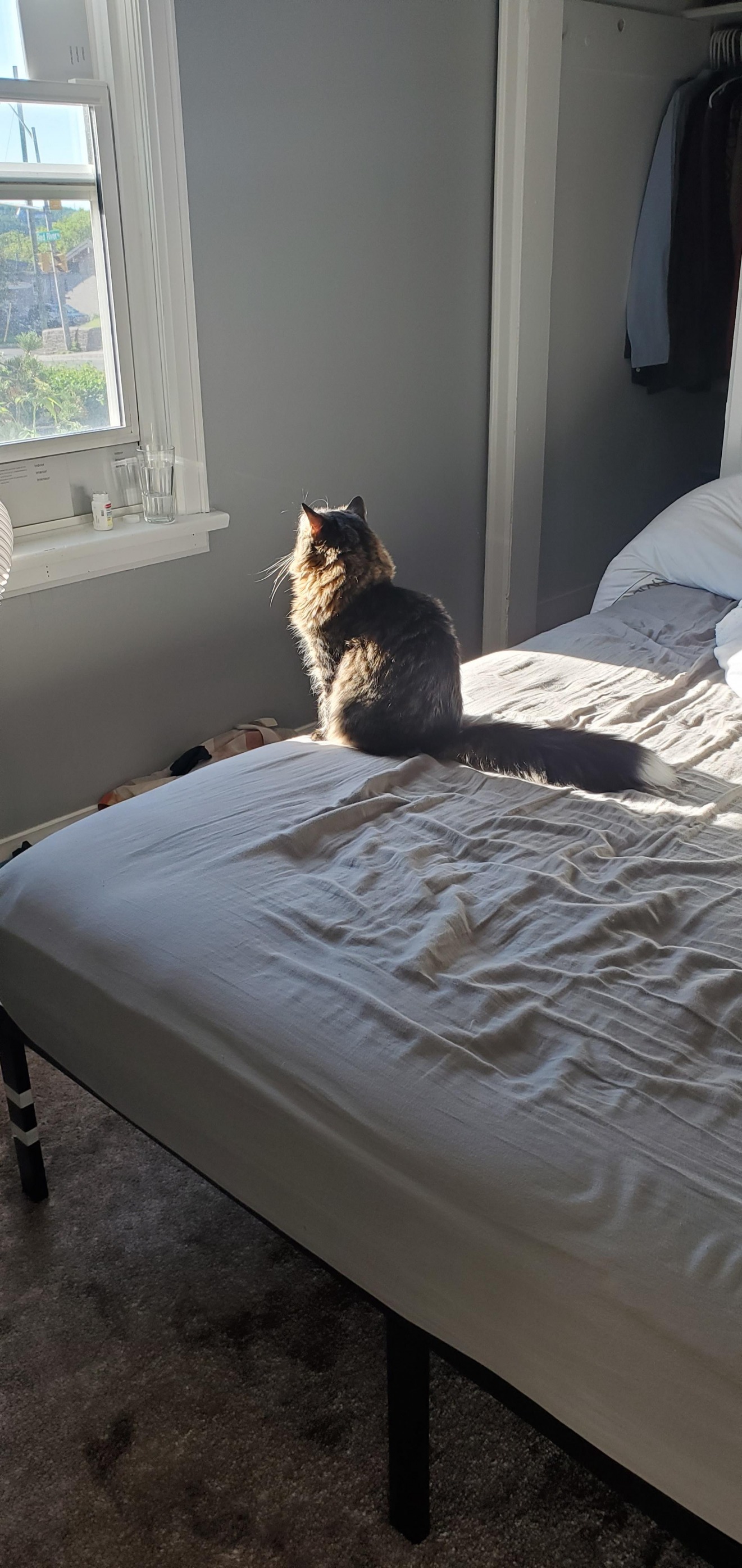 High Quality Contemplative Cat Blank Meme Template