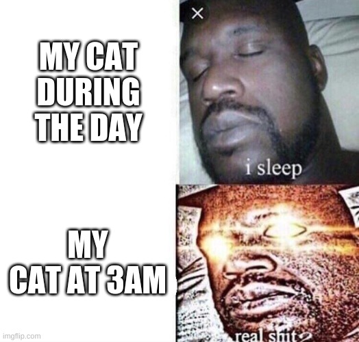 It's strange! | MY CAT DURING THE DAY; MY CAT AT 3AM | image tagged in i sleep real shit,funny,memes,cats,animals,3am | made w/ Imgflip meme maker