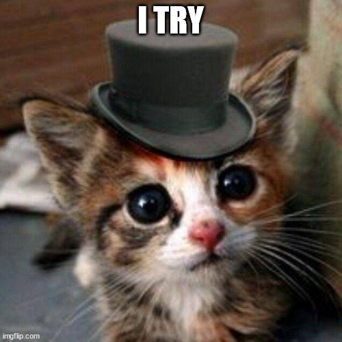 Adorable cat | I TRY | image tagged in adorable cat | made w/ Imgflip meme maker