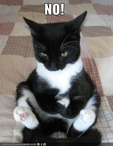 High Quality Kitty cat pouting Blank Meme Template