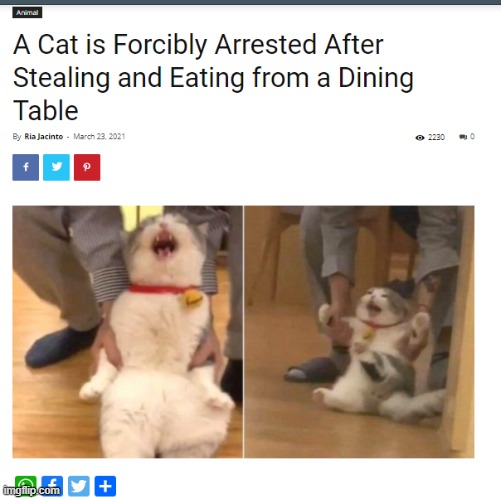 WHAT HAVE I JUST SEEN | image tagged in forcibly arrested,funny cat memes,memes,funny | made w/ Imgflip meme maker