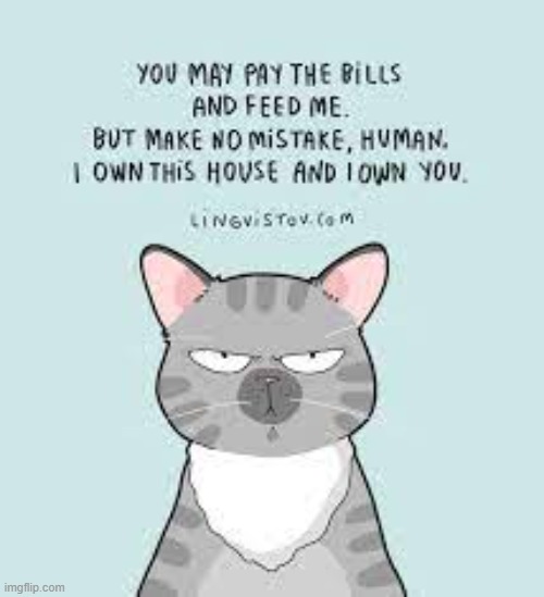 A Cat's Way Of Thinking | image tagged in memes,comics,cats,bills,feed me,i own you | made w/ Imgflip meme maker