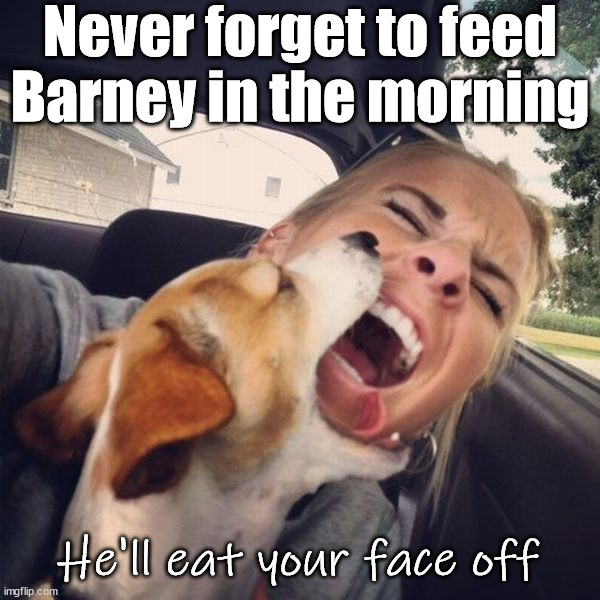 Never forget to feed Barney in the morning; He'll eat your face off | image tagged in dogs | made w/ Imgflip meme maker