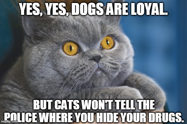 YES, YES, DOGS ARE LOYAL. BUT CATS WON'T TELL THE POLICE WHERE YOU HIDE YOUR DRUGS. | image tagged in cats | made w/ Imgflip meme maker