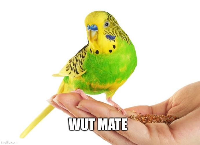 WUT MATE | made w/ Imgflip meme maker