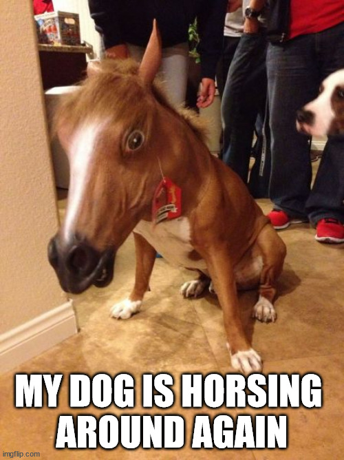 MY DOG IS HORSING 
AROUND AGAIN | image tagged in eye roll | made w/ Imgflip meme maker