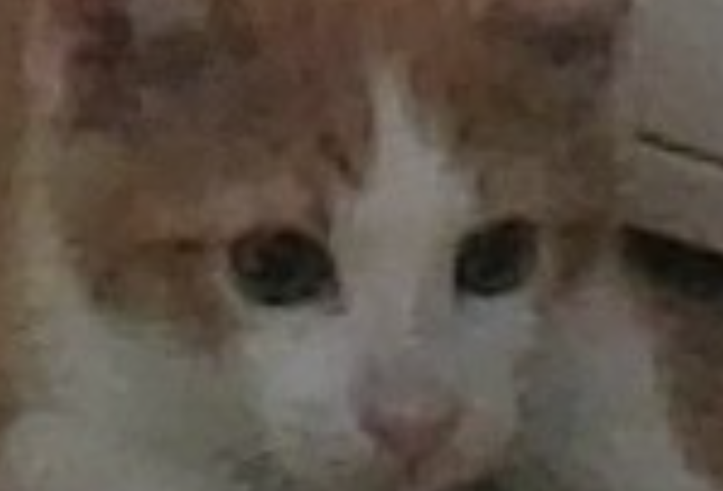High Quality The Cat Stare Blank Meme Template