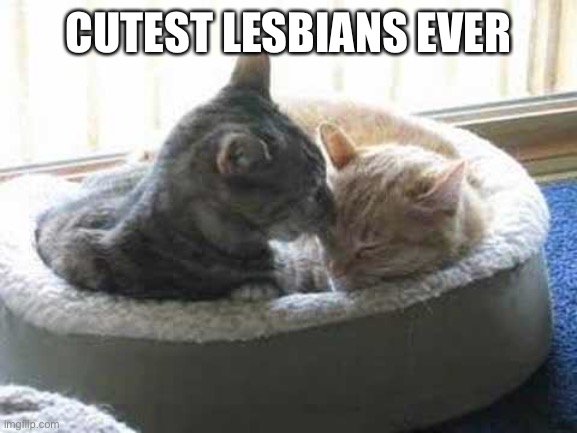 Image tagged in lesbian,lesbians,cats,cute,animals - Imgflip
