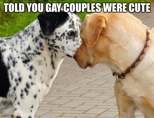 TOLD YOU GAY COUPLES WERE CUTE | image tagged in gay,gays,dogs,cute,animals | made w/ Imgflip meme maker