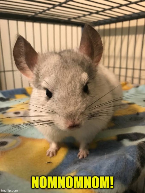 Angry Chinchilla | NOMNOMNOM! | image tagged in angry chinchilla | made w/ Imgflip meme maker