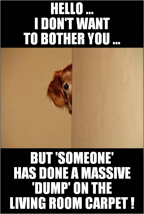 A Doggy Warning ! | HELLO ...
I DON'T WANT TO BOTHER YOU ... BUT 'SOMEONE' HAS DONE A MASSIVE 'DUMP' ON THE LIVING ROOM CARPET ! | image tagged in dogs,dump,carpet | made w/ Imgflip meme maker