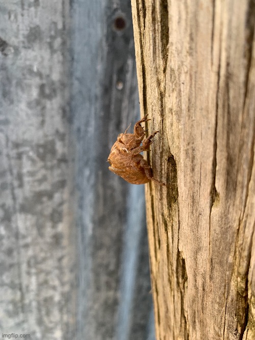 Oh no.  THEY’RE BACK | image tagged in cicada,photos | made w/ Imgflip meme maker