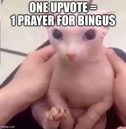 Bingus | ONE UPVOTE = 1 PRAYER FOR BINGUS | image tagged in memes | made w/ Imgflip meme maker