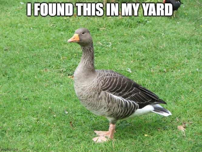 name her PLEASE | I FOUND THIS IN MY YARD | image tagged in goose template | made w/ Imgflip meme maker