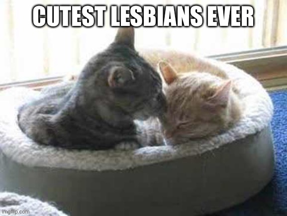 image tagged in lesbian,lesbians,cats,cute,animals | made w/ Imgflip meme maker