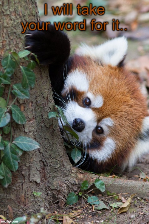 Red Panda Peek | I will take your word for it.. | image tagged in red panda peek | made w/ Imgflip meme maker