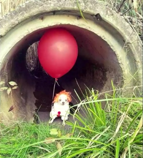 image tagged in dogs,pennywise in sewer,horror movie,hold up | made w/ Imgflip meme maker