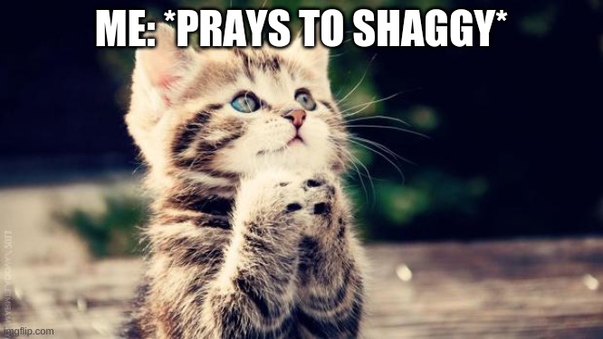 Praying cat | ME: *PRAYS TO SHAGGY* | image tagged in praying cat | made w/ Imgflip meme maker