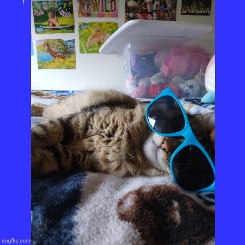 Chillin in da summer ? | image tagged in cat,chill,summer | made w/ Imgflip meme maker