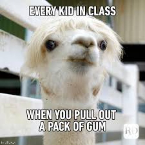 i be like | image tagged in gum,llamas | made w/ Imgflip meme maker