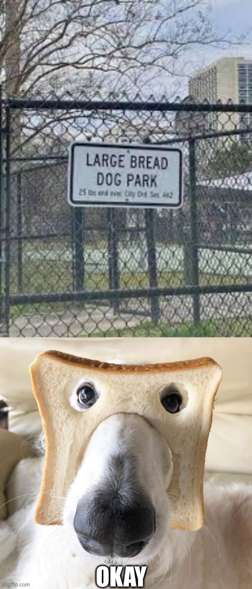 ????? | OKAY | image tagged in pure bread dog | made w/ Imgflip meme maker