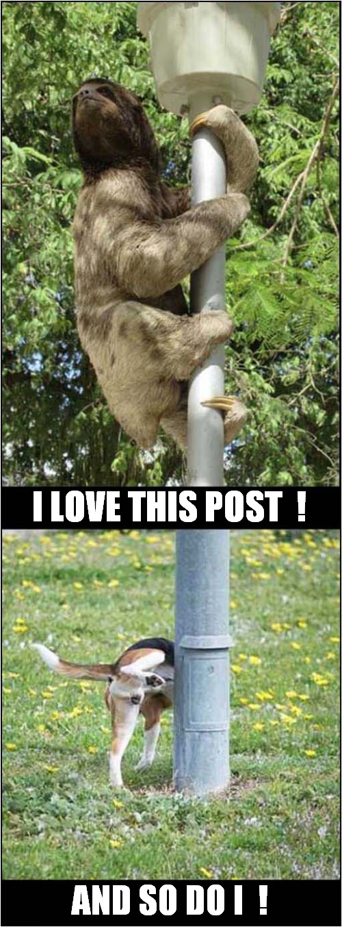 A Well Loved Post ? | I LOVE THIS POST  ! AND SO DO I  ! | image tagged in posts,sloth,dogs,lamp | made w/ Imgflip meme maker