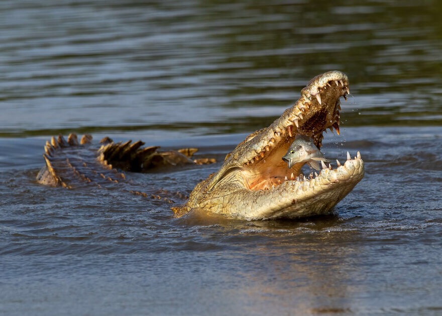 "Fish Caught By Surprise" Photo credit: Johan Wandrag | image tagged in awesome,photography | made w/ Imgflip meme maker