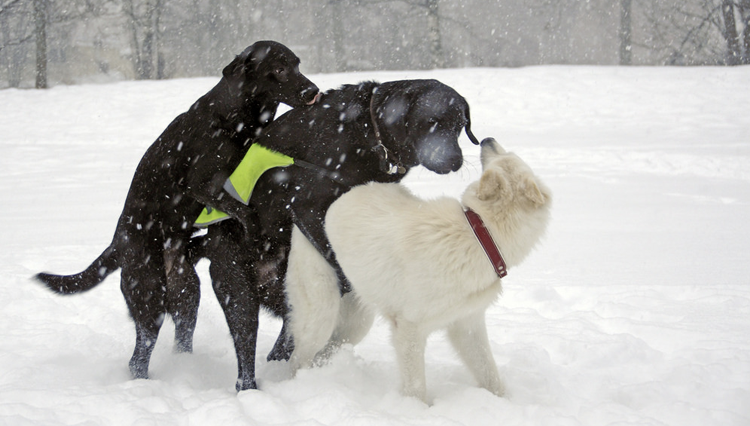 High Quality Doggie Three Way Blank Meme Template