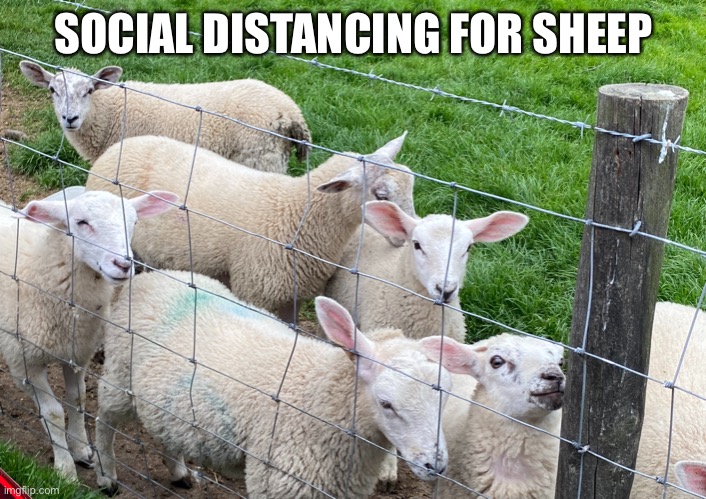 Social Distancing for Sheep | SOCIAL DISTANCING FOR SHEEP | image tagged in sheep,covid,social distancing | made w/ Imgflip meme maker
