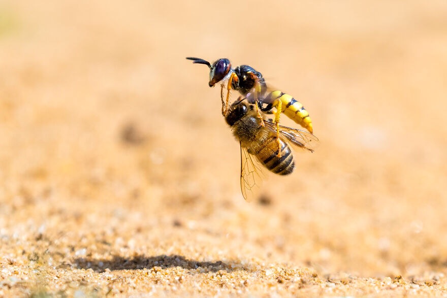 "Bee Wolf With Honeybee Prey" Photo credit: Simon Jenkins | image tagged in awesome,photography | made w/ Imgflip meme maker